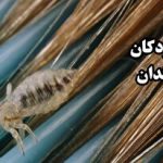 سنگ بزرگی که در مسیر توسعه ایران قرار دارد: "جبهه پایداری و متحدان" / حاکمیت تکلیفش را با این ها روشن کند