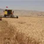 کام گندمکاران شیرین شد/ پرداخت مرحله اول طلب کشاورزان