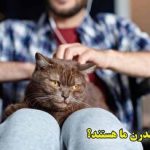 متا برای مقابله با اپیدمی تنهایی «دوستان هوش مصنوعی» می‌سازد