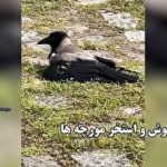 مدیرعامل گوگل دیپ‌مایند: جامعه هنوز برای هوش جامع مصنوعی آماده نیست