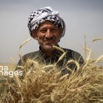 اقدام جدید وزارت جهاد برای کشاورزان/ قیمت نان کاهش می‌یابد؟