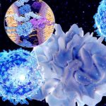 سیستم ایمنی و راز جوانی پنهان: چگونه پیری می‌تواند از خودایمنی محافظت کند؟