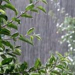 بارش باران در نوار شمالی و رگبار‌های رعد و برق در جنوب کشور