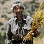 معاون وزیر جهاد: ۸۶ درصد از مطالبات گندم‌کاران پرداخت شد