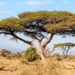 درخت چتر آکاسیا و راز رشد در دل خشکسالی