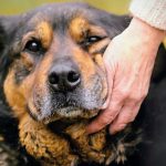 راز طول عمر سگ‌های سالخورده