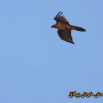 تصاویر تازه پرواز همای سعادت در آسمان خوش‌ییلاق‌