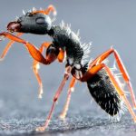 آسیب‌پذیری مورچه‌ها در برابر انگل‌ها در اقلیم‌های گرم