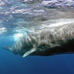 کشف رمز زبان نهنگ‌ها؛ پیشرفت بزرگ در درک کلیک‌کد اسپرم‌ویل‌ها