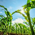 تأثیر رژیم‌های مدرن ذرت بر تکامل آفت‌ها و شکل‌گیری بال‌ها