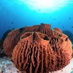 شواهد جدید: پیدایش حیوانات ۱۰۰ میلیون سال قدیمی‌تر